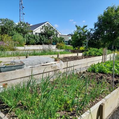 Kildorrery Community Garden 01