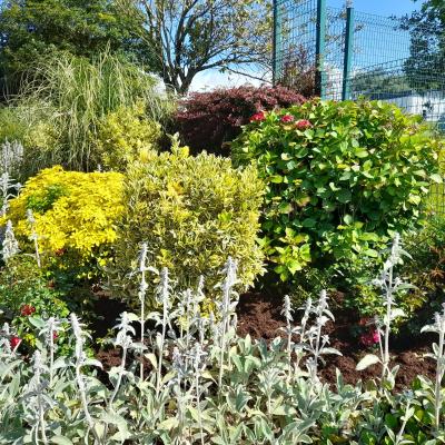 Kildorrery Flowerbeds 02