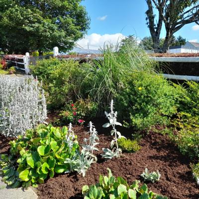 Kildorrery Flowerbeds 04
